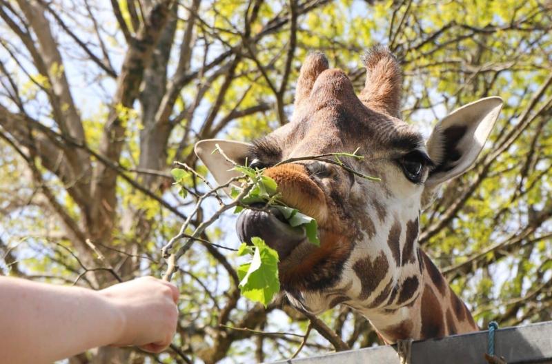 Paignton Zoo giraffe (Image courtesy: Paignton Zoo)