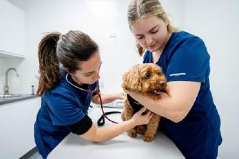 How Torbay pet owners can get free vet health checks this January