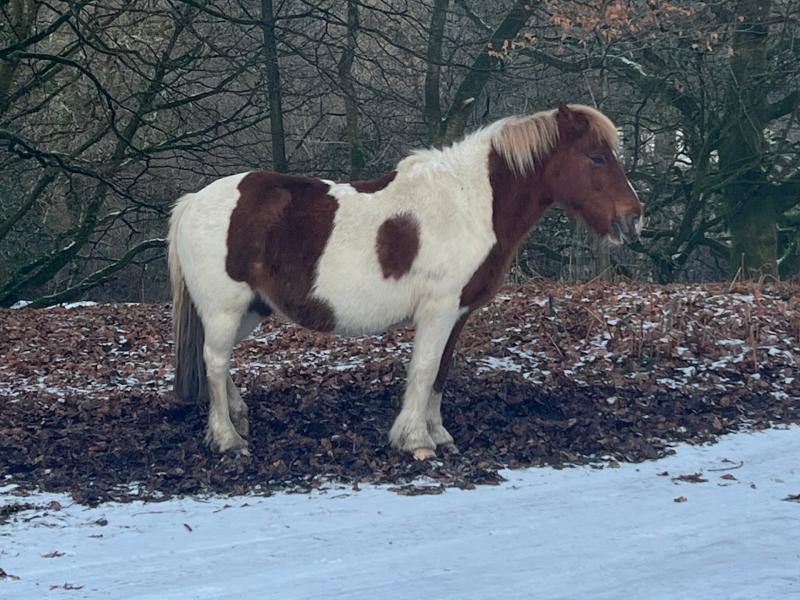 A Dartmoor Pony in last week's snow and ice (Image- Jamie Townsend)
