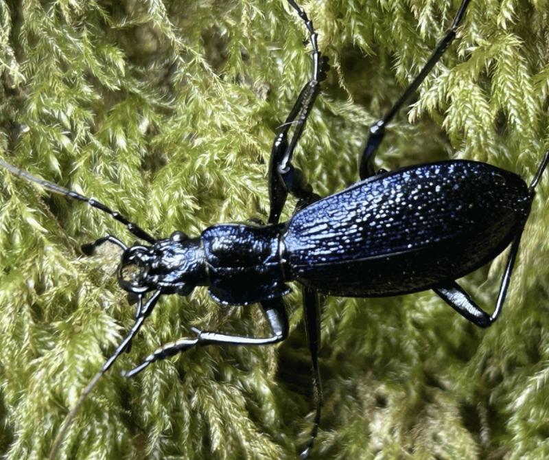 A magical maze of moor, mire, woodland and streams