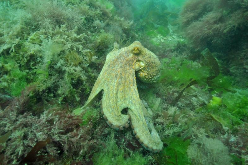 An Octopus bloom is continuing in Devon and Cornwall. Image courtesy: Plymouth City Council