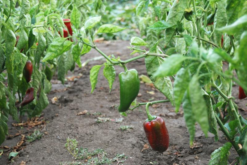 Gardening: Fall in love with your garden - Valentine&rsquo;s chillies are calling