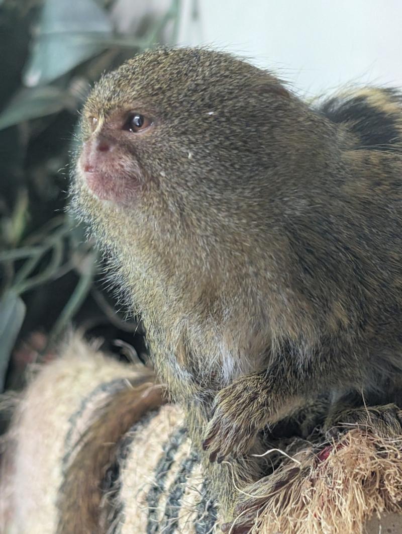 Love blossoms as pygmy marmoset Tumble arrives at Shaldon Wildlife Trust