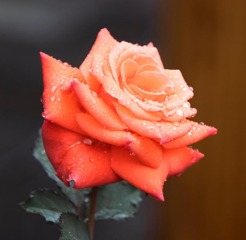 Gardening: A season of surprises as gardens begin to wake