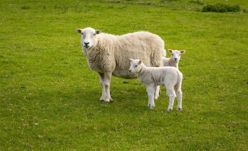 sheep in field credit Moorland Roamer-Adobe Stock