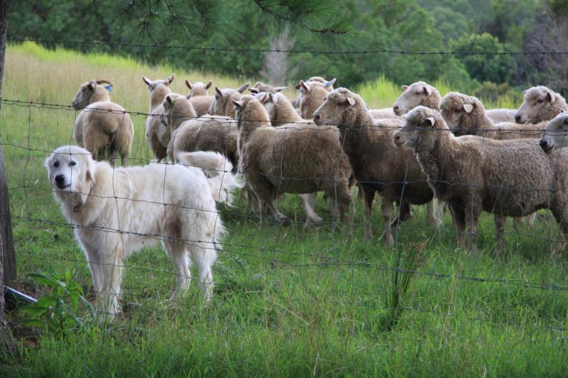 New laws are now in place to protect livestock from dogs (Image- Andy Fitzsimon CC BY-SA 2.0)