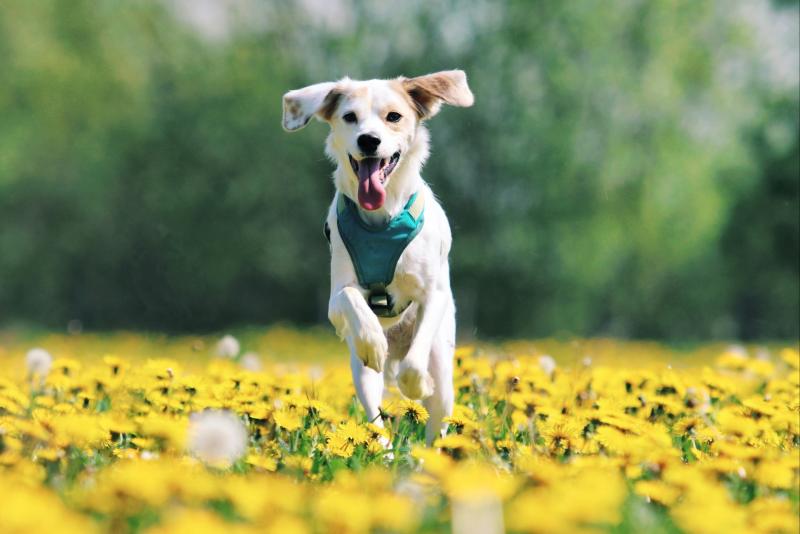 Spring warning for dog owners as common garden plants pose hidden danger