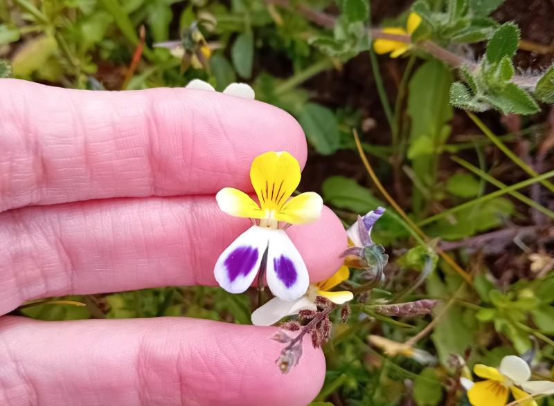 Sand pansy on Braunton Burrows