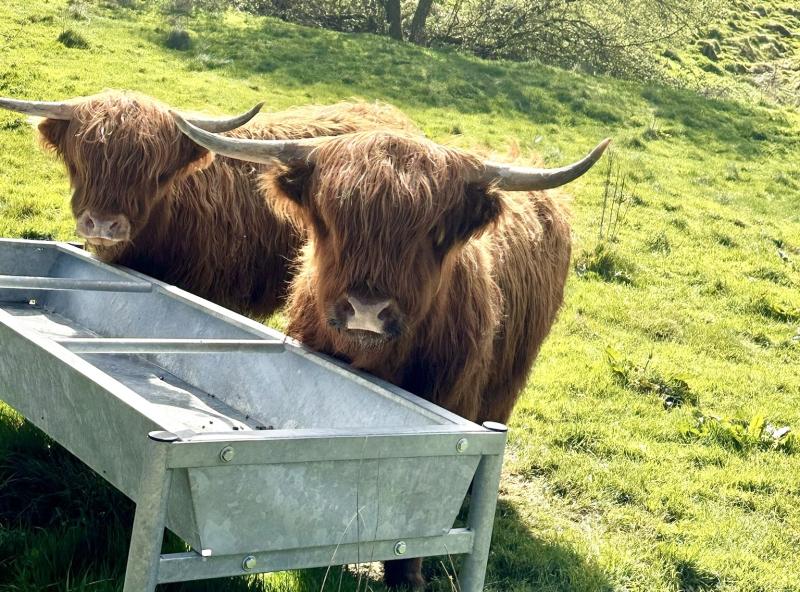 Highland Cows - Lynmouth Holiday Retreat CROPPED