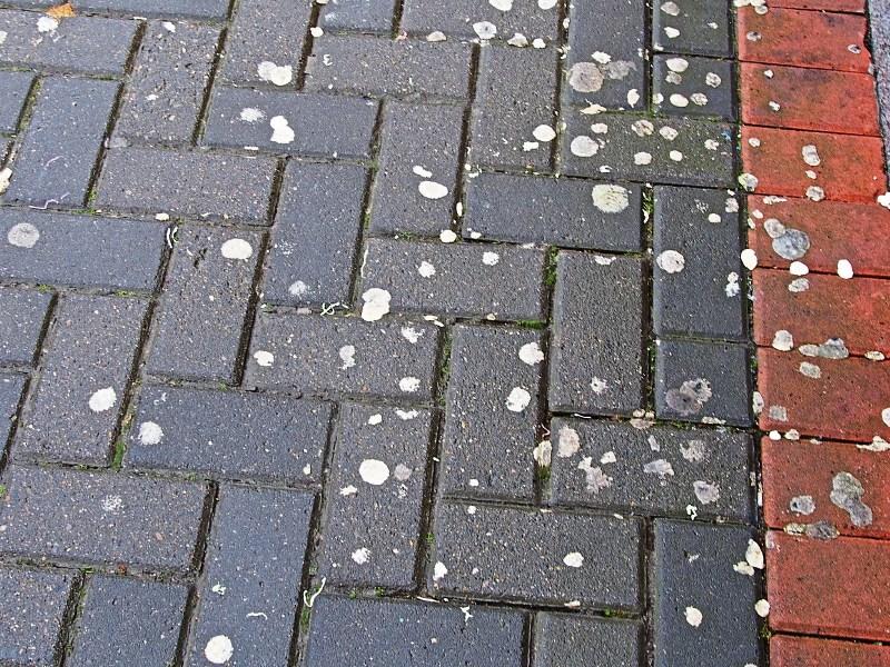 Stamping out the issue of chewing gum on the streets of Donegal
