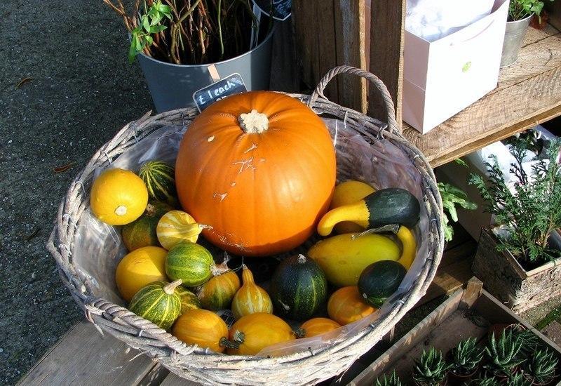 Revealed! Key benefits of adding pumpkin to your diet