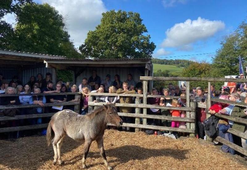 Chagford’s traditional Pony Drift Sale remains popular