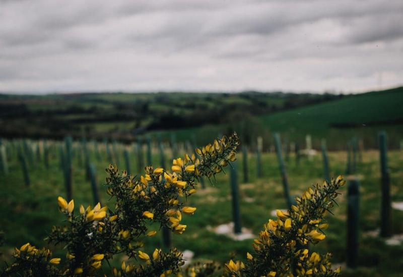 Common Flora enhancing wellbeing