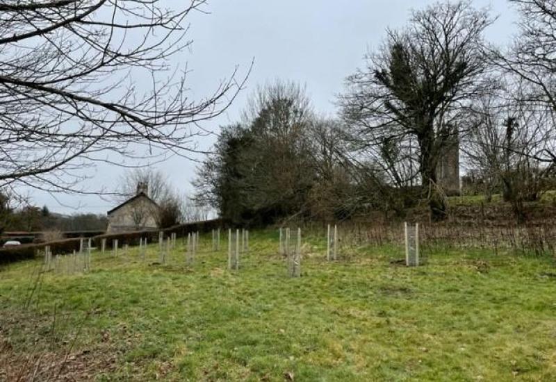 Devon parish planting 40 trees for new community orchard