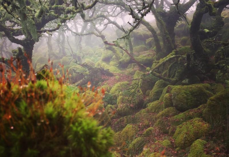 Britain&rsquo;s rare rainforests re-energised in the South West