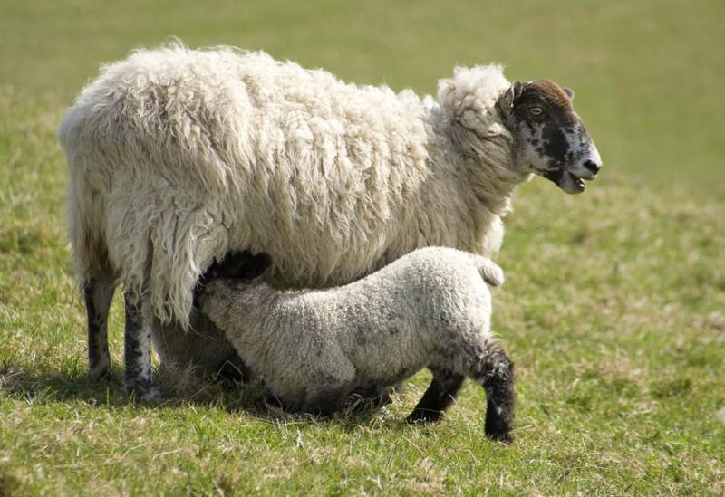 South West farmers urged to check insurance during lambing season