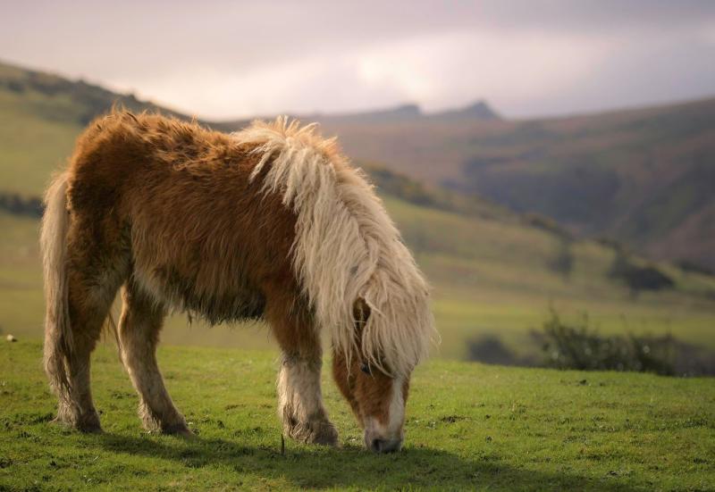 Independent review agreed for Dartmoor farmers