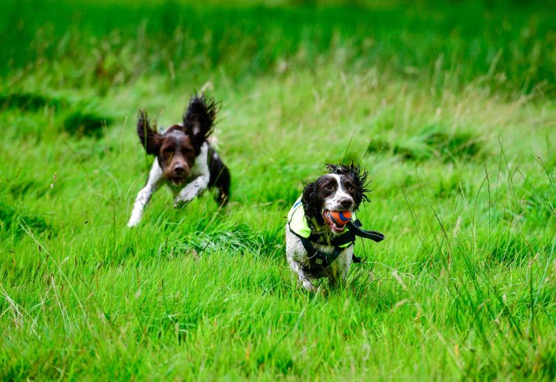 Putting paws to the floor to sniff out hard-to-find leaks