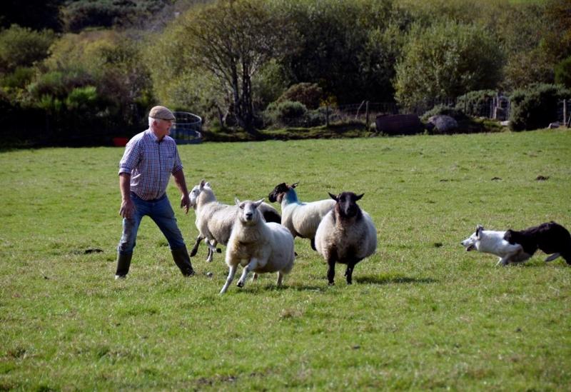 Two Men and Their Dogs - working sheepdog demonstrations