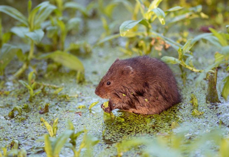 Volunteers needed for nationwide water vole survey