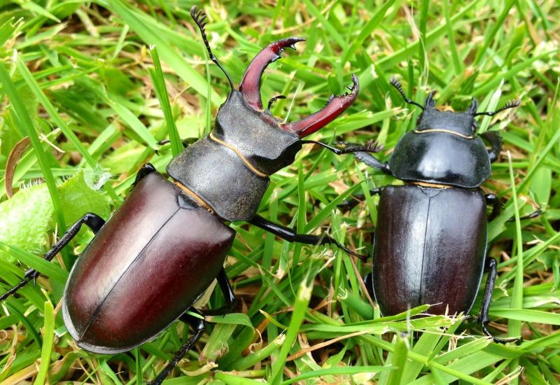 Record stag beetles this summer