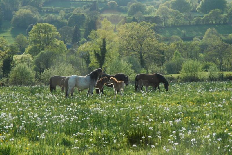 DARTMOOR&rsquo;S TRACY ELLIOT-REEP