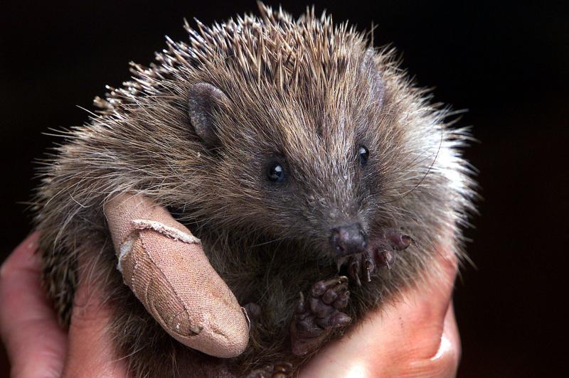 Prickly Ball Farm Hedgehog Rescue Centre for sale