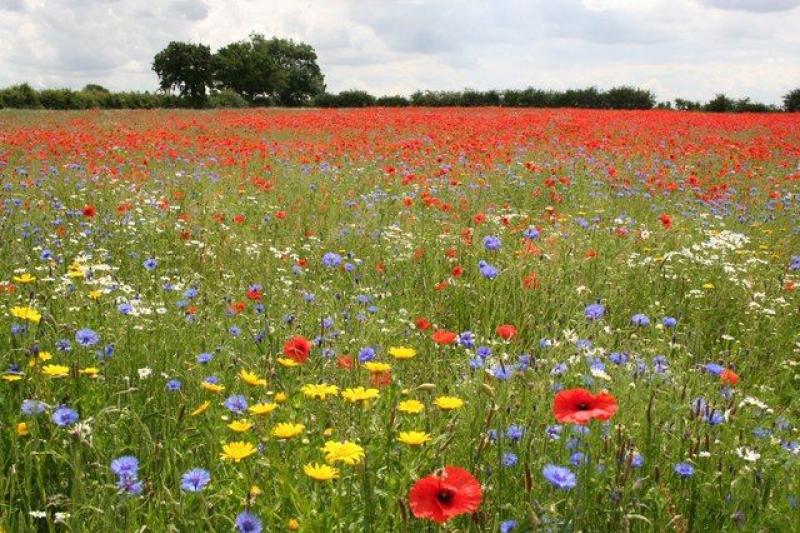 Wild flower meadows decline by 97%