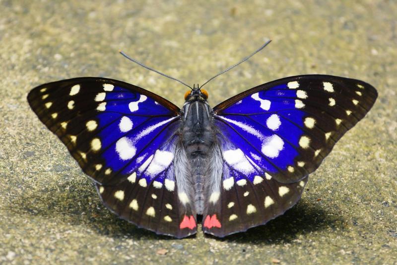 Join in the Big Butterfly Count