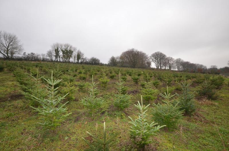 Santa’s workshop for sale in Widecombe