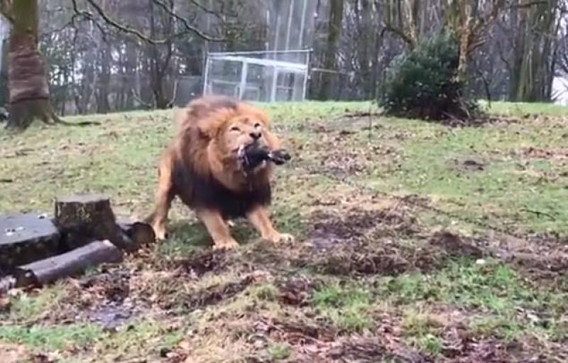 Human vs beast