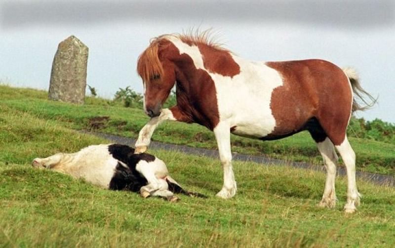 More horses killed on  Devon’s roads