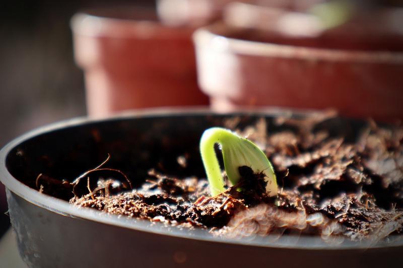 Plant a seed, watch it grow