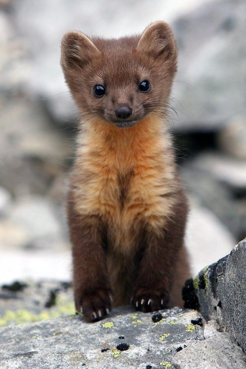 The return of the pine marten