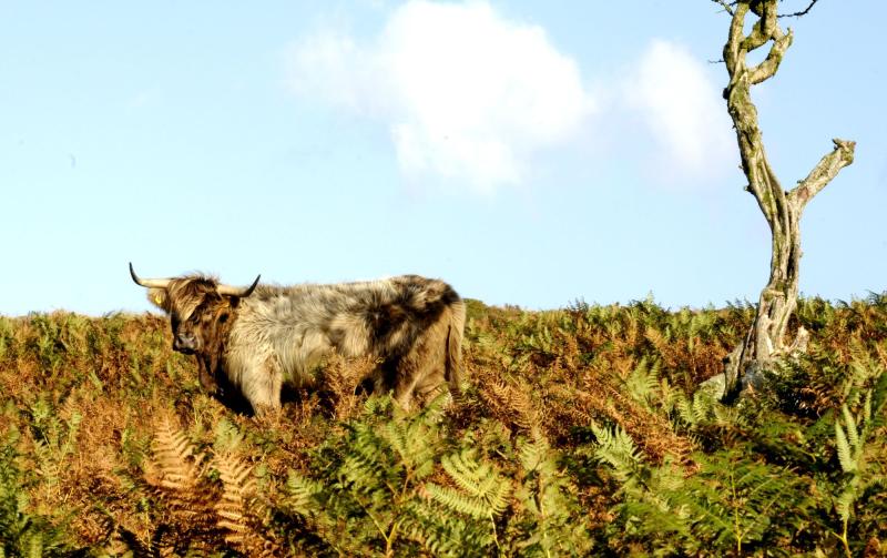 HIGHLAND CATTLE ON DARTMOOR