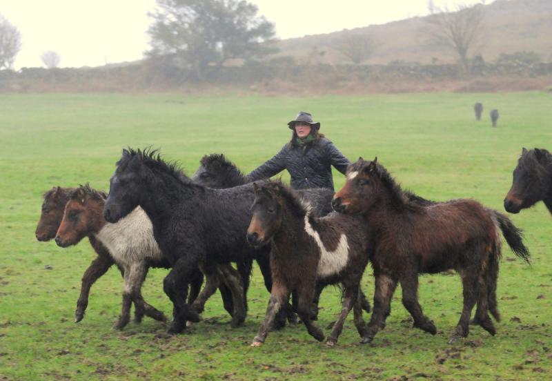 Charlotte Faulkner – campaigner for ponies on Dartmoor
