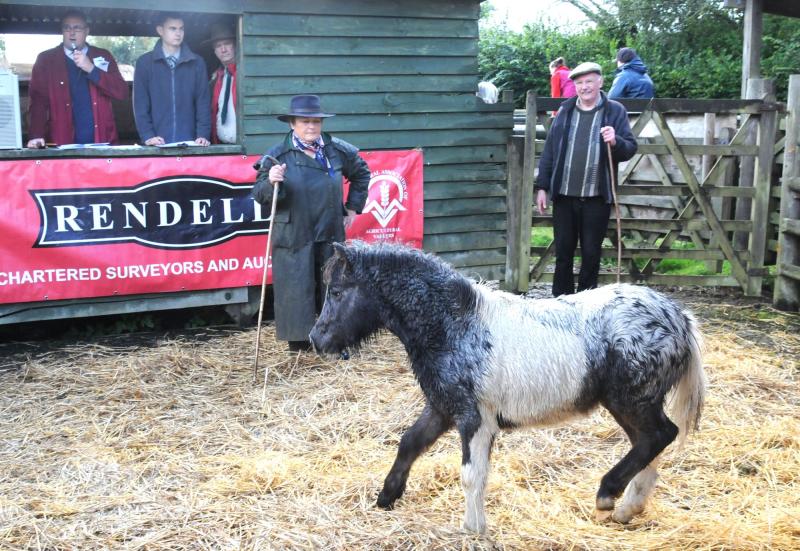 Ponies on Dartmoor &ndash; what future?