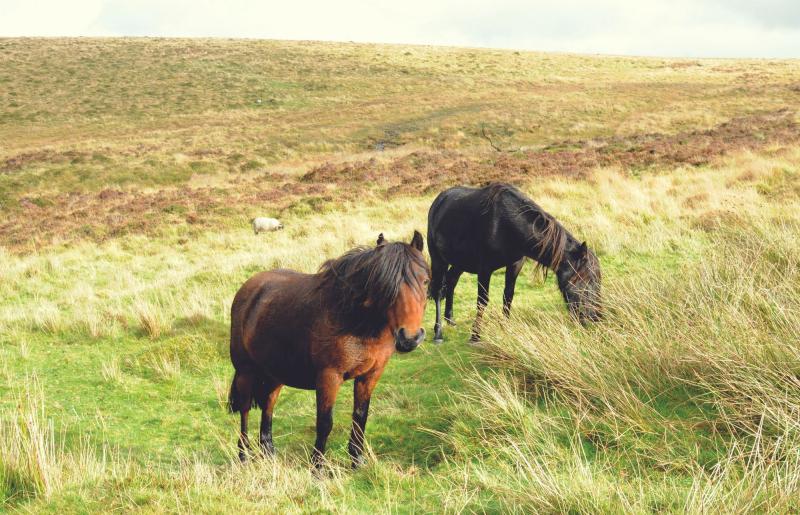 Dartmoor Pony research revealed