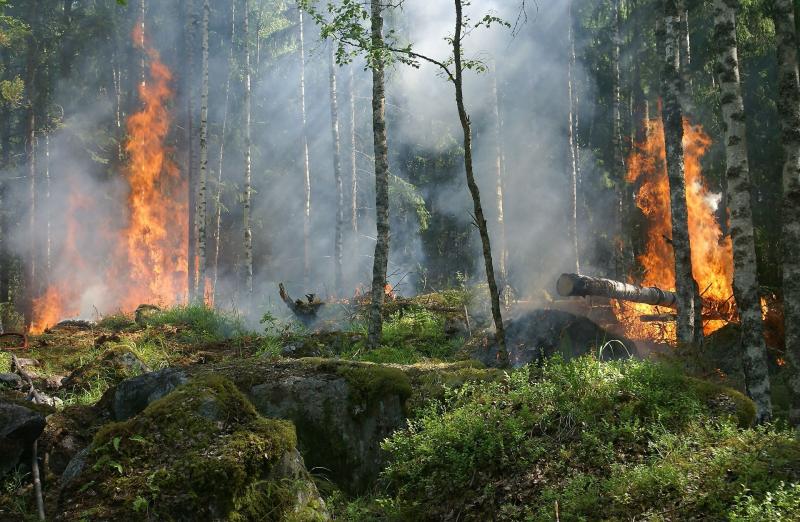 Green Issues: Positive climate change news