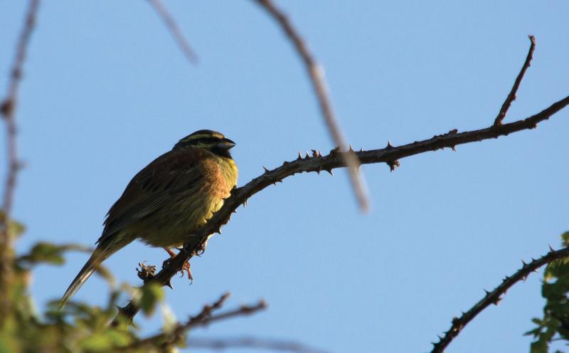 Cirl Bunting revival