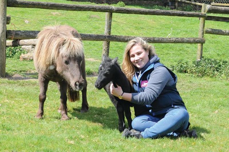 Miniature  Pony Centre  to re-open