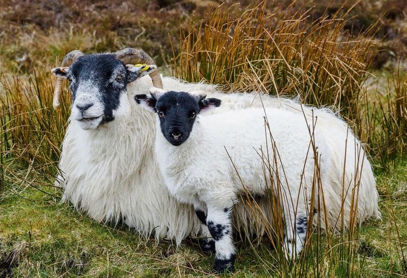 Natural England threatens to sacrifice Dartmoor&rsquo;s farmers