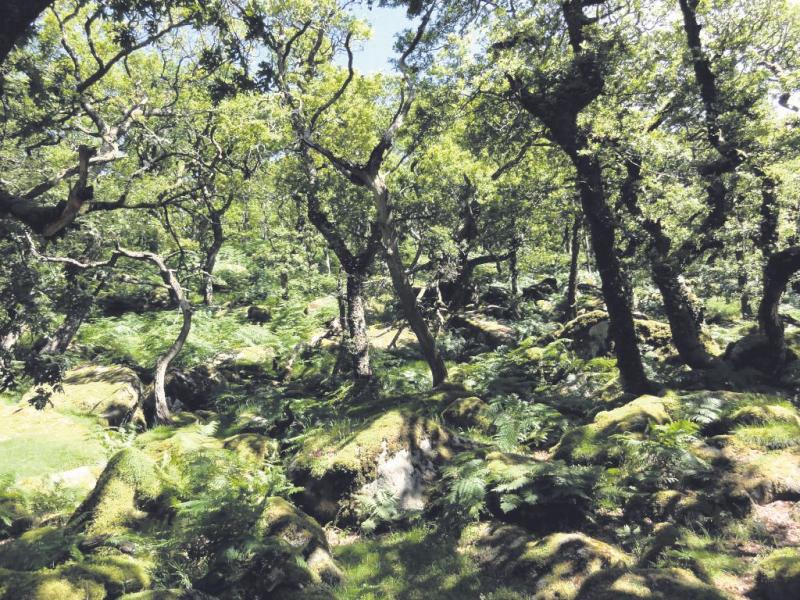 Newreportprovides evidence of compounding threatsto UK’s woods and trees