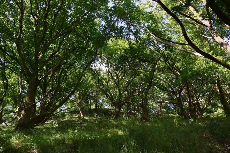 New Plymouth and South Devon Community Forest planned