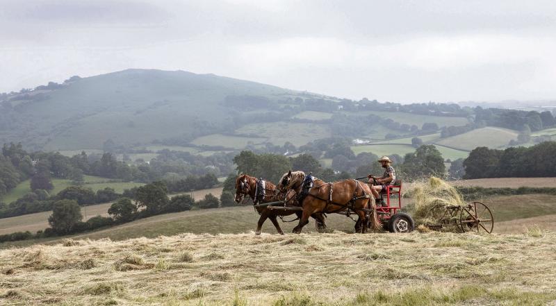 Wildflower power of new meadow-makers in Devon