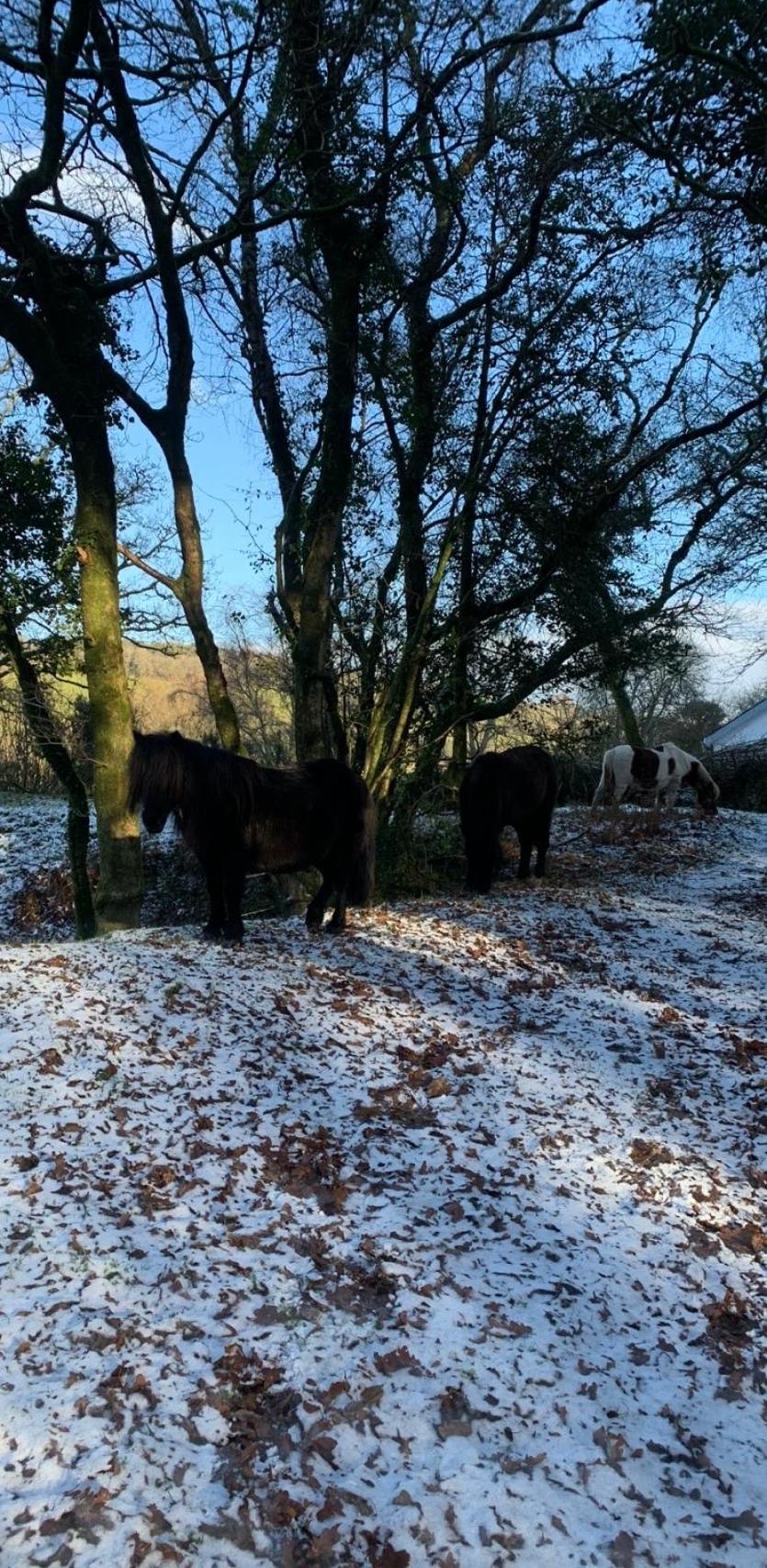 Dartmoor ponies near Horrabridge (Image- David Townsend)